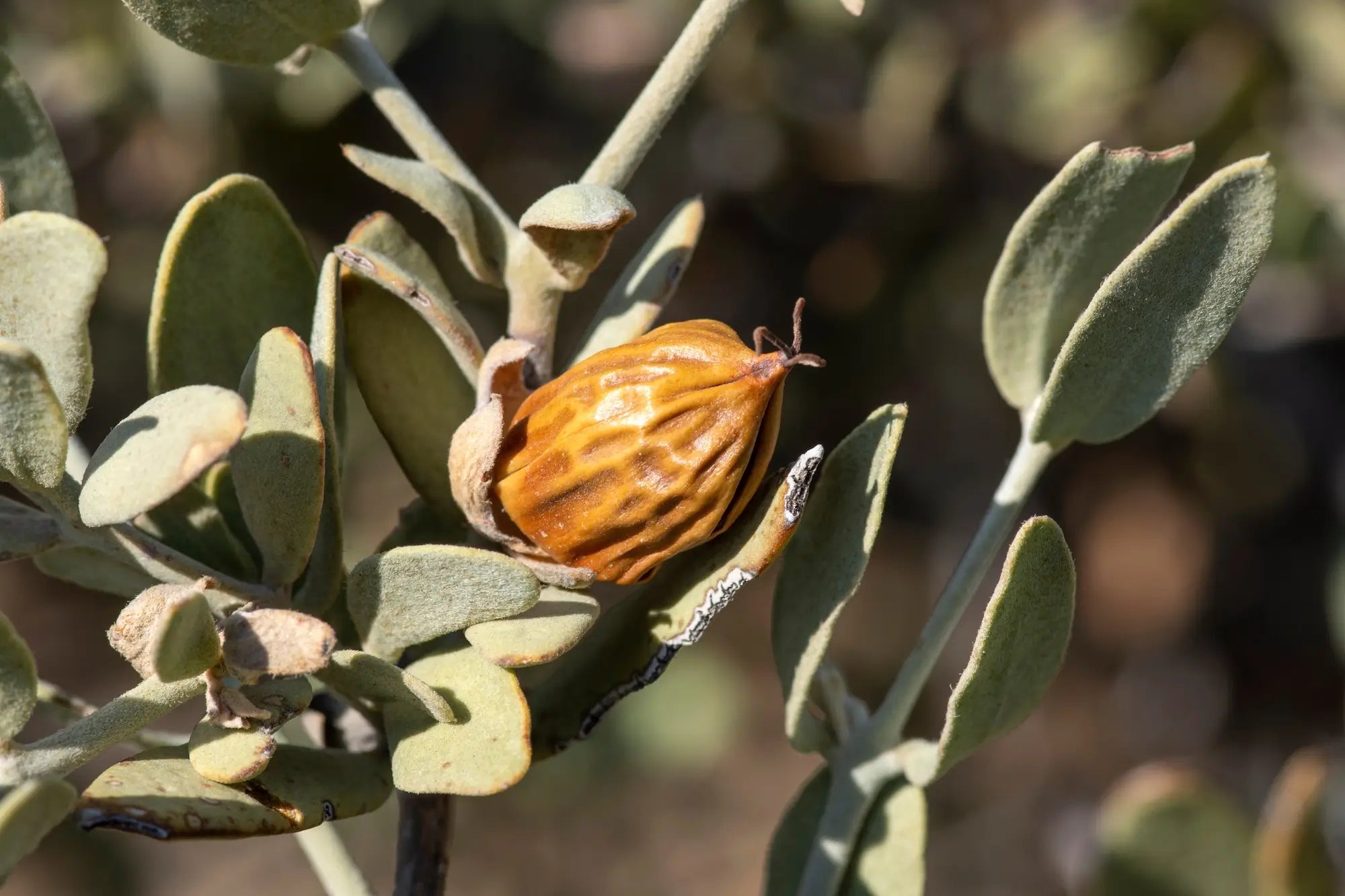 Dried jojoba seed on a leafy branch with a blurred natural background
