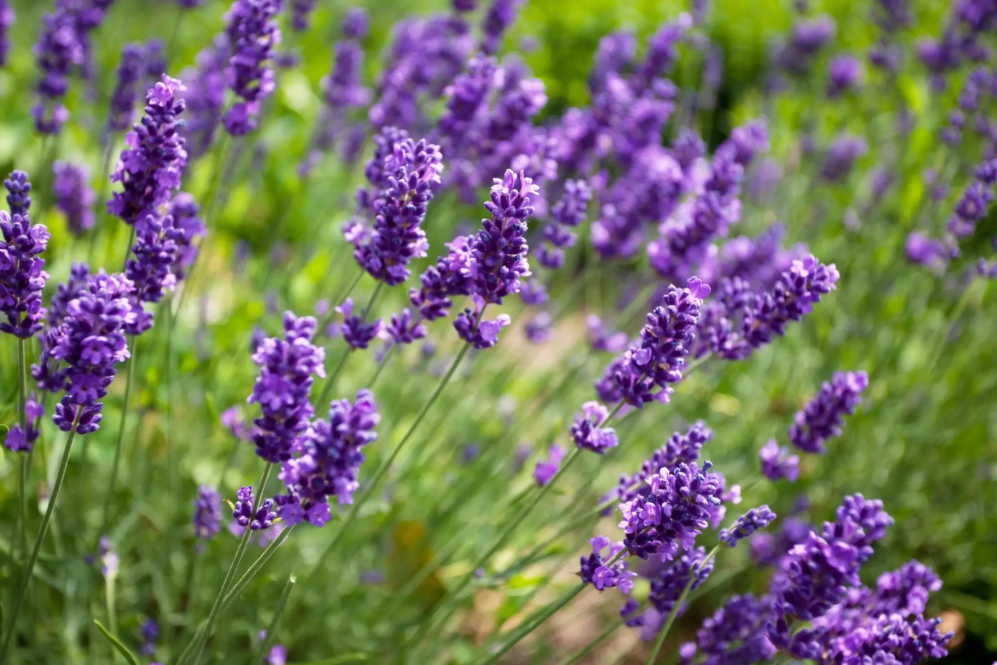 Botanical Matrix skin care ingredient lavender. Field of purple lavender flowers with a blurred green background