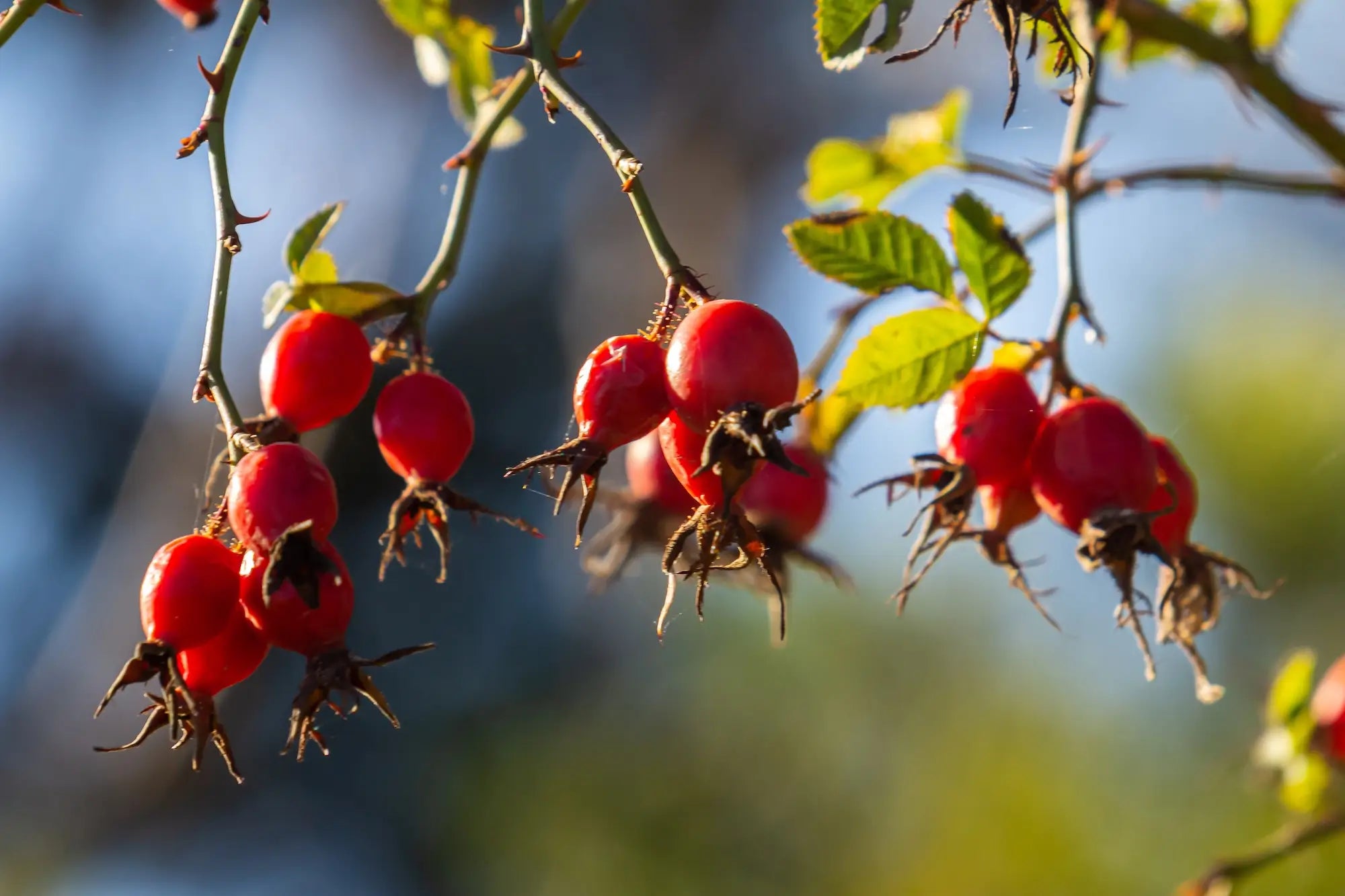 Botanical Matrix ingredient rosehip. Pictured are red berries on a branch with a blurred natural background