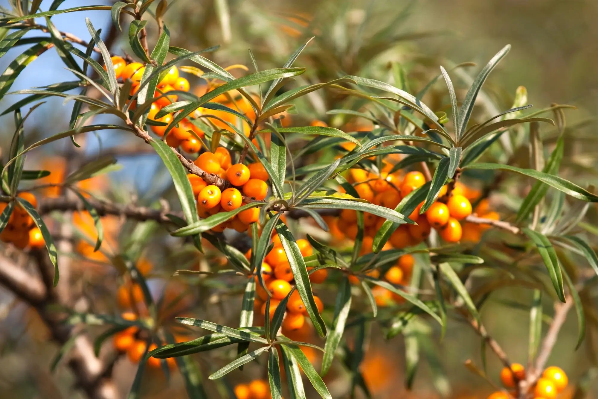 Botanical Matrix skin care ingredient seabuckthron. Pictured are orange berries on a green bush with a blurred natural background